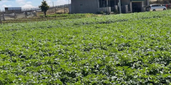 Nhanh tay nhanh tay, cơ hội cho khách xuống tiền đây ạ