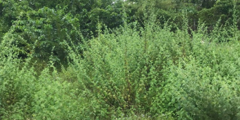 Đất nền 92m2 thổ cư 100% tại dự án Vĩnh Long New Town, P5, Tp. Vĩnh Long