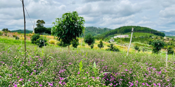 Bán đất thổ cư gần Chùa Linh Ẩn - Thác Voi, giá chỉ 620 triệu