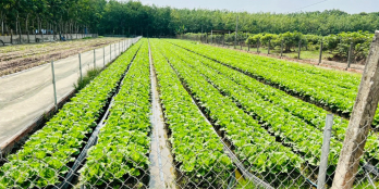 Cần Bán Gấp Lô Đất Đồng Khởi Châu Thành Tây Ninh 1000m2 320tr.