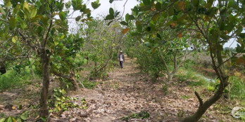 Bán 3 nền nhà 5x28m = 15x28m, giá chỉ 100tr/nền, cách cụm CN Thạnh Tân 300m