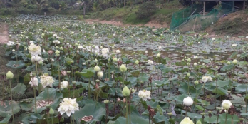 Bán 4.9 ha đất xã Đức Phổ, Huyện Cát Tiên giá tốt nhất 223 triệu/ sào