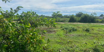 Bán đất Full ODT Phước Hội - TX LaGi giá đầu tư, cách Đinh Bộ Lĩnh 300m