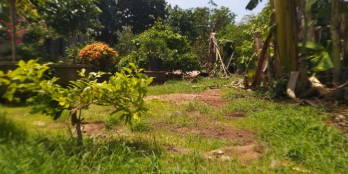 Cần tiền mở cơ sở làm ăn nên cần bán bớt 1 lô đất gia đình mặt tiền rộng 8,5m.