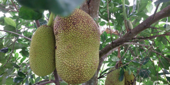 450 tr -Bán nhà vườn có mít đang cho trái, có ao cá sẵn