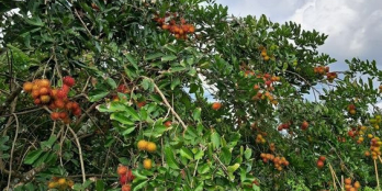 Nền đất 1000m2 mặt tiền giá chỉ còn 899 triệu cơ hội vàng tạo dòng tiền