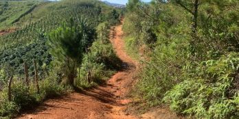 Bán Vườn đât vườn Café đang chuần bị thu hoạch