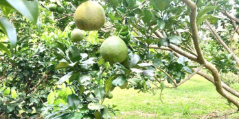 Đất Vườn View Triệu đô Tại Gia Kiệm - Giá Tốt Chỉ 800 Triệu/Sào