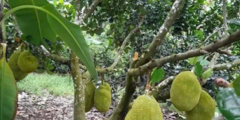 Chủ em về quê cần nhượng lại mảnh vườn yêu thích, sẵn nhà nhỏ, cây ăn trái, pháp