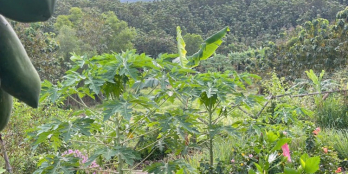 Nhà vườn nghỉ dưỡng ven hồ Trị An, đón đầu xu hướng đầu tư sinh lợi