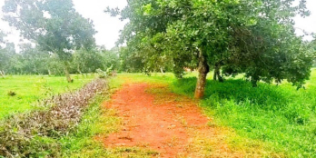 Vườn cây ăn trái gần Dầu Giây, có sẵn nhà cấp 4 trên vườn, sẵn nước tưới