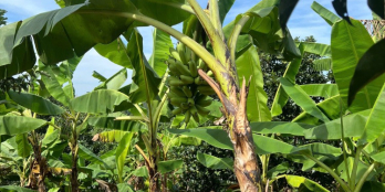 Gấp bán vườn nhà tâm huyết – Giá chỉ 700 triệu, đã có sẵn cây ăn trái, nhà nhỏ