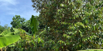 Đất vườn trái cây gần sân bay Long Thành, giá chỉ 800 triệu sở hữu