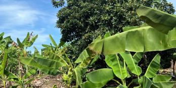 Thời điểm đầu tư hấp dẫn cuối năm đất vườn Gia Kiệm giá chỉ 790 triệu sở hữu.