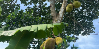 SIÊU HOT: Đất vườn Gia Kiệm 1000m² giá chỉ 790 triệu – Cơ hội đầu tư cuối năm