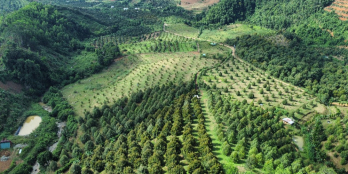 đất vườn 2 mặt đường Huyện Khánh Sơn Khánh Hòa  Phù Hợp Làm Vườn Trồng Sầu Riêng