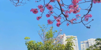 BDS HVL BÁN O25 ĐẶNG NHƯ MAI HUY HOÀNG GIÁ TỐT