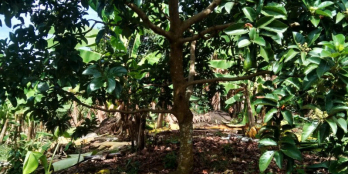 Cho con đi du học chính chủ bán gấp vườn cây ăn trái tại Thống Nhất chỉ 850tr