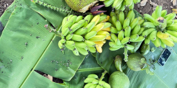 BÁN MẢNH ĐẤT VƯỜN RỘNG 1.500M² Ở HUYỆN THỐNG NHẤT – GIÁ HỢP LÝ CHO ANH CHỊ CẦN