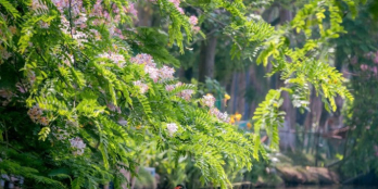 Ecopark Retreat Long An, Tuyệt tác lấy ý tưởng biệt thự giữa rừng thiên nhiên