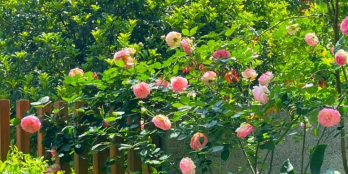 Sở hữu đất vườn trái cây có suối nhỏ gần TP. HCM chỉ 860 triệu/1000m2 gần SBLT