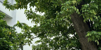 BDS HVL VILLA DRAGON VILLAGE Q9 10x15m thô 8.95 tỷ