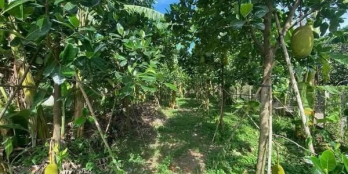 Cần bán gấp vườn cây ăn trái Thống Nhất - Đồng Nai, giá siêu hời chỉ với 790tr