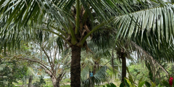  CƠ HỘI ĐẦU TƯ SINH LỜI – BÁN ĐẤT KDC NINH MÃ, CẠNH KĐT LẤN BIỂN SUNGROUP