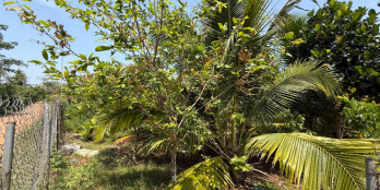 Đất vườn gần Dầu Giây chủ cần bán gấp giá 790tr/sào, sẵn vườn cây ăn trái