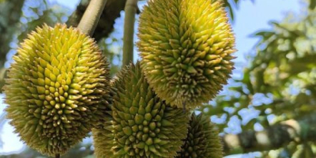 LÀM ĂN THUA LỖ - BÁN GẤP ĐẤT VƯỜN 1600M² GẦN DẦU GIÂY - GIÁ CHỈ 820 TRIỆU/SÀO