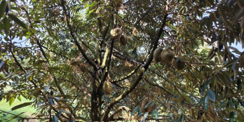 BÁN ĐẤT SẦU RIÊNG THU MẠNH GIÁP SÔNG – 1 NĂM THU 2,5TY TIỀN SẦU RIÊNG