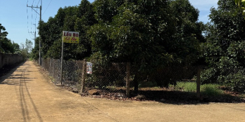 VƯỜN CÂY ĂN TRÁI GẦN NGÃ TƯ DẦU GIÂY – GIÁ SỐC CHỈ 800 TRIỆU/SÀO – SỔ CÓ SẴN!