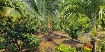 Vườn giá rẻ Đồng Nai, chỉ 890tr sở hữu 1000m2 có sẵn cây ăn trái, nước tưới.