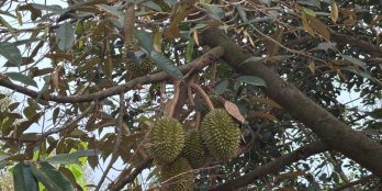 CHỦ KẸT VỐN – CẦN BÁN GẤP VƯỜN GẦN DẦU GIÂY, GIÁ TỐT NHẤT KHU VỰC, BANK HỖ TRỢ