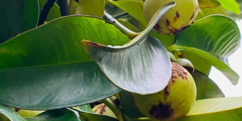 Nhà còn mảnh vườn bán lại giá 790tr tại Thống Nhất, ngân hàng có hỗ trợ vay