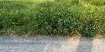 Bán gấp 137m đất thổ hướng chợ Bà Lát SHR mặt tiền 7m