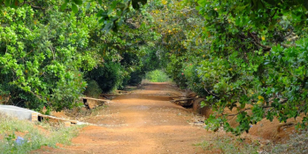  BÁN 1 HECTA ĐIỀU – 10.500M² TẠI TÂN HƯNG HỚN, QUẢNG BÌNH – GIÁ CHỈ 235 TR/SÀO