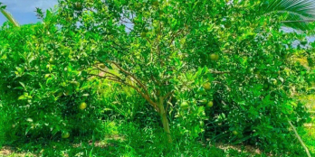 BÁN 1.000M2 (20X50) SẴN 200M2 THỔ CƯ DÂN ĐÔNG GẦN TRUNG TÂM, CHỢ. GIÁ 250TR