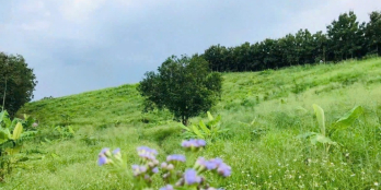 ĐẤT VƯỜN VIEW HỒ TRỊ AN THẾ ĐẤT NHƯ ĐÀ LẠT CHỈ 950 TRIỆU/SÀO