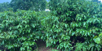 Cần bán gấp lô đất rẫy đã trồng full cà phê 13,5ha tại huyện Iagrai ,Tp. Pleiku