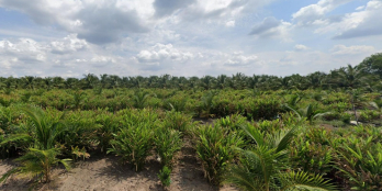 Bán Đất Vườn Lê Minh Xuân – Diện tích 5.000 m²