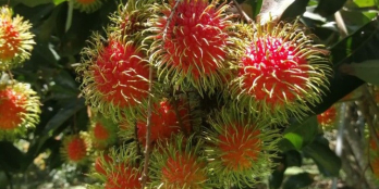 Chủ cần vốn đầu tư kinh doanh, nhượng lại mảnh vườn cạnh Long Khánh, giá tốt