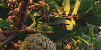 Làm ăn thua lỗ Chủ bán vườn cây trái tâm huyết bao năm tại Long Khánh