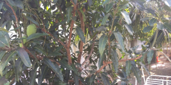 Bán nhà đất giáo xứ Mai Lâm, Phú Lâm, Tân Phú