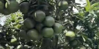 Cần bán gấp vườn bưởi Tỉnh Bình Phước (Đồng Nai), 1700m2, 400m2 thổ cư