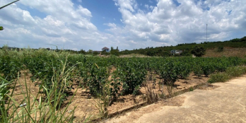 BÁN GẤP SỔ ĐẤT SẴN THỔ CƯ GIÁ 710TR