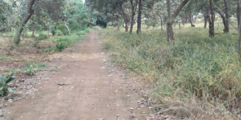 gần 3,7 ha điều - thu hoạch hơn 200tr/ năm 400m2 tc, hơn 300 mặt tiền