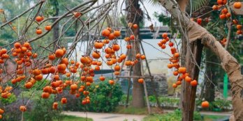 “MUA NHÀ ĐÓN TẾT – CHỌN SỐNG XANH BỀN VỮNG”