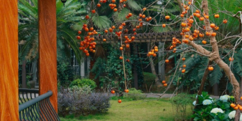 CHECK-IN MÙA XUÂN – SỐNG XANH CẢ NĂM”