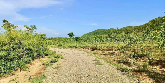 Bán 3,2ha CLN đang trồng bạch đàn 2 năm, đường 6m thể hiện trên sổ